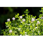 Mesmara Herbal Brahmi Powder 100g