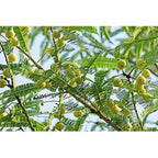 Mesmara Herbal Amla Powder 125 g | Grab2Buy