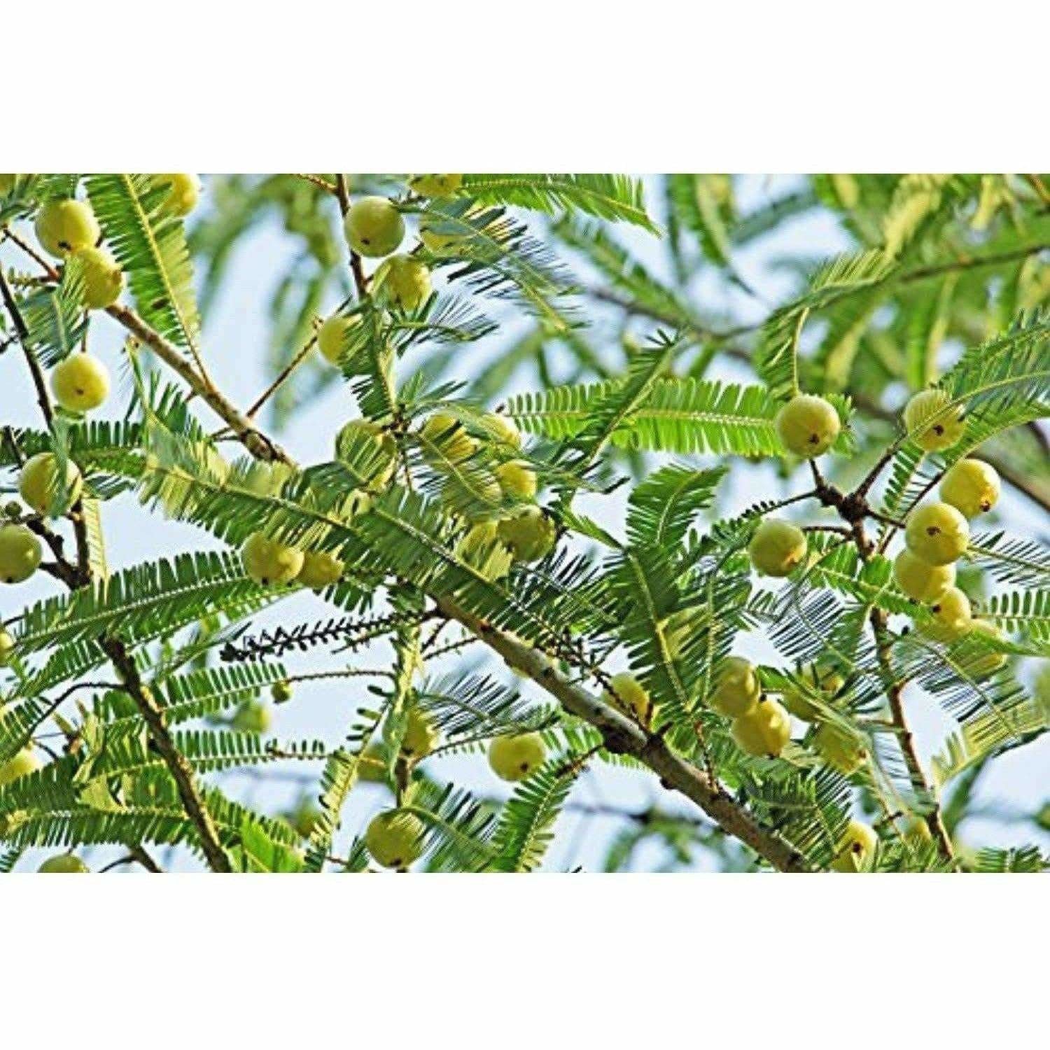 Mesmara Herbal Amla Powder 125 g | Grab2Buy