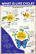 What is Life Cycle : Charts - Om Books | Grab2Buy