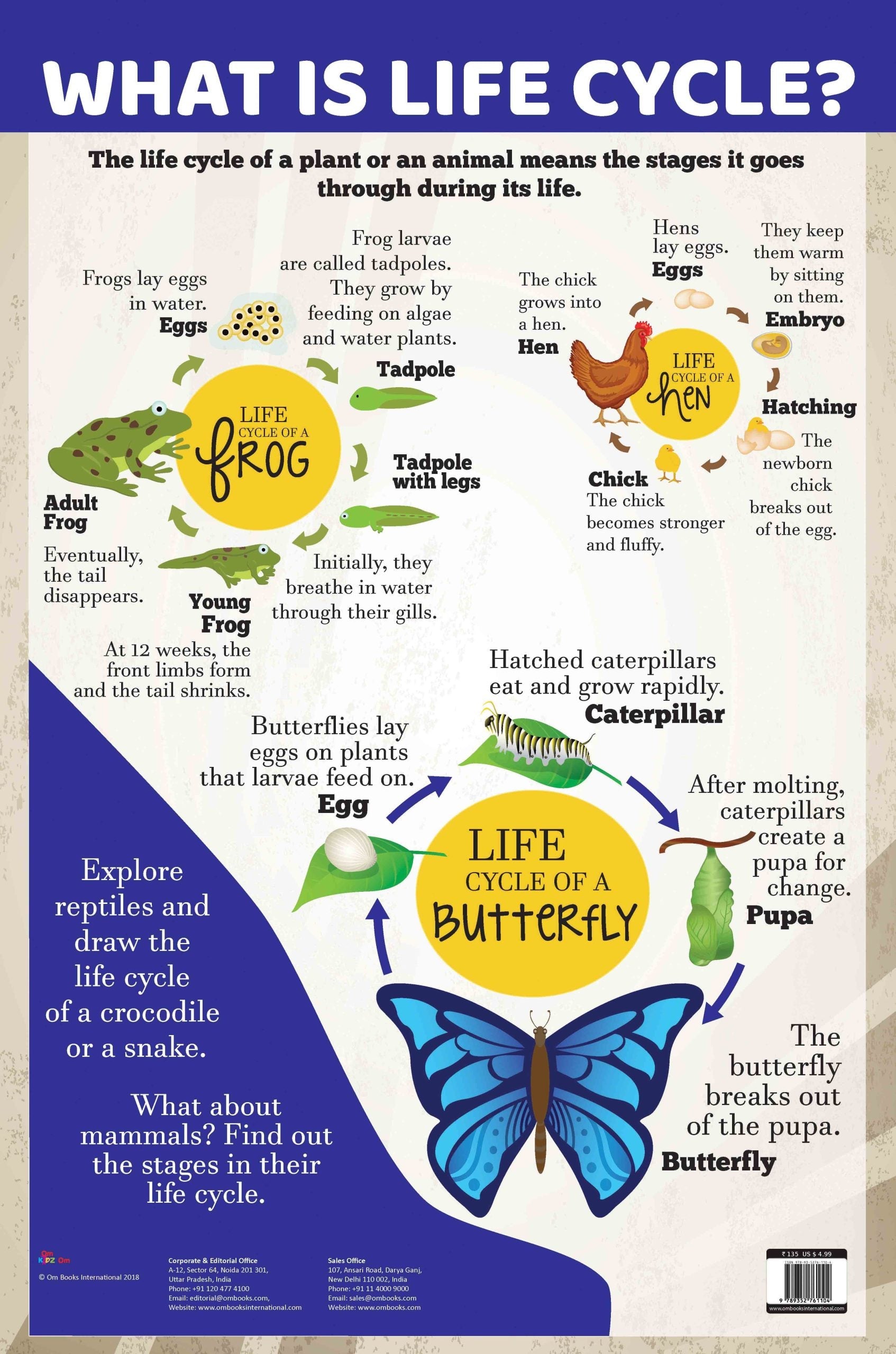 What is Life Cycle : Charts - Om Books | Grab2Buy