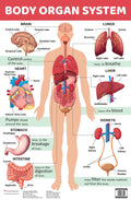 Body Organ System : Charts - Om Books | Grab2Buy