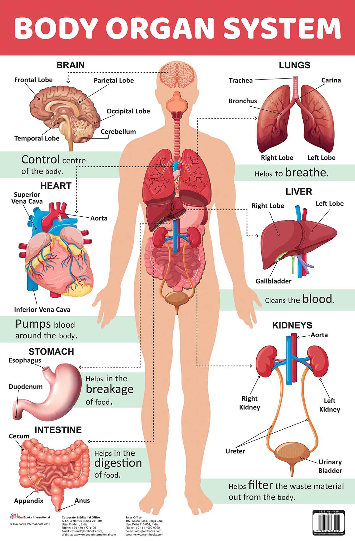 Body Organ System : Charts - Om Books | Grab2Buy