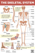 The Skeletal System : Charts - Om Books | Grab2Buy
