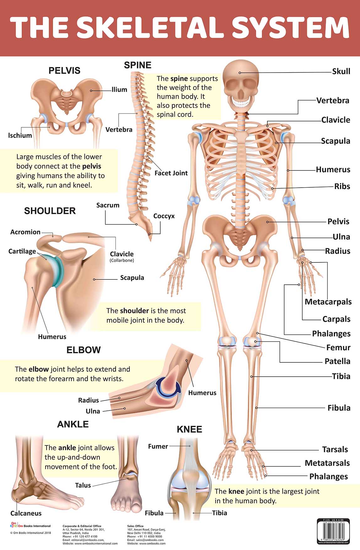 The Skeletal System : Charts - Om Books | Grab2Buy