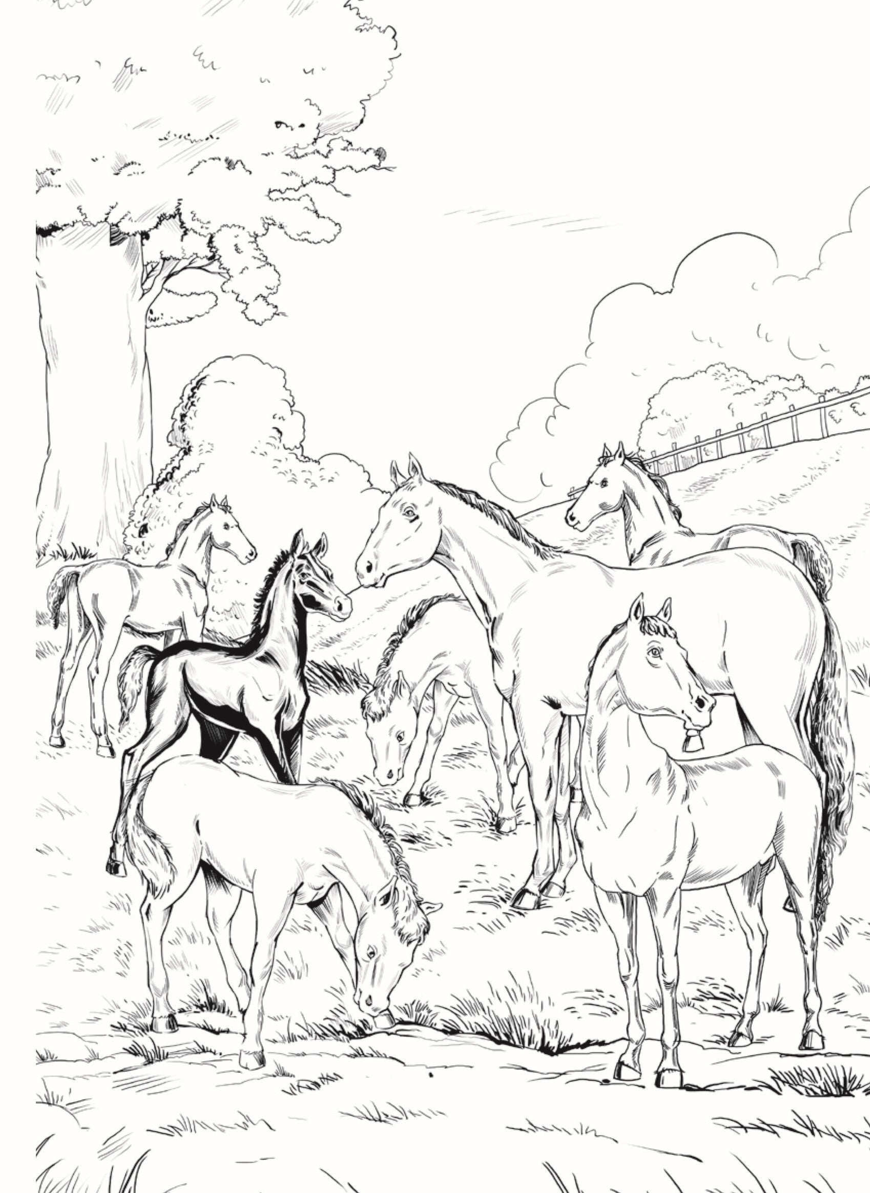 Dreamland Publications Black Beauty - Illustrated Abridged Classics for Children with Practice Questions | Grab2Buy