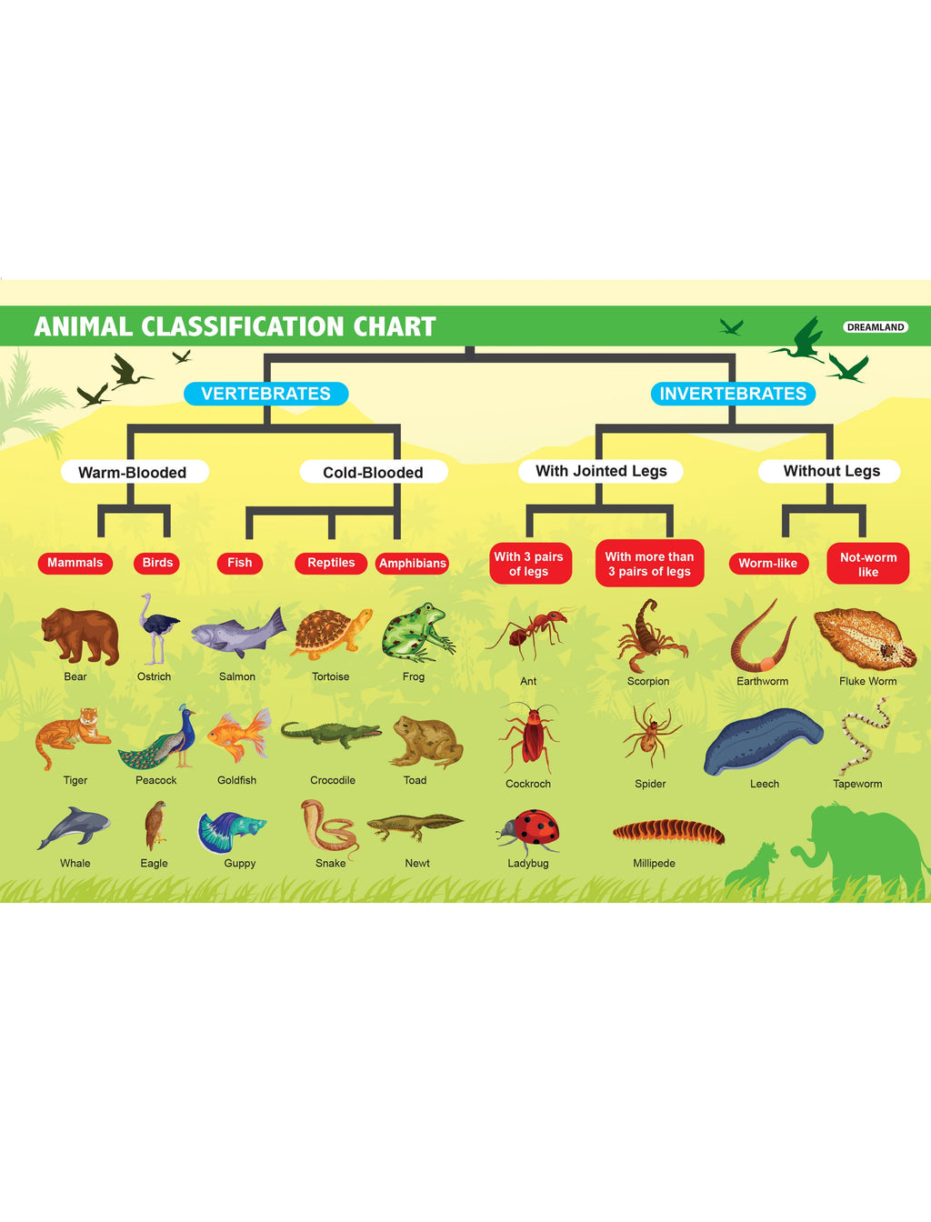 Dreamland Publications Everyday Wonders: Biology for Kids Age 6+ – Fun Facts and Exciting Activities About Living Things | Grab2Buy