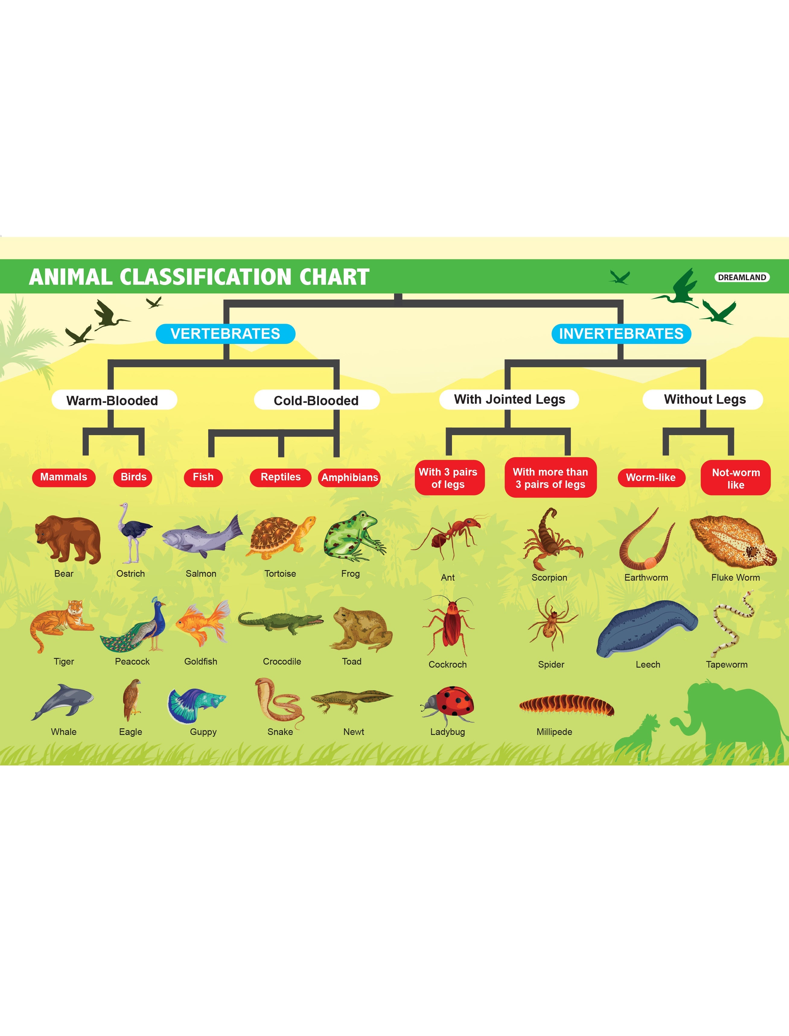 Dreamland Publications Everyday Wonders: Biology for Kids Age 6+ – Fun Facts and Exciting Activities About Living Things | Grab2Buy