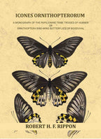 Icones ornithopterorum a monograph of the Papilionine tribe Troides of Hubner or Ornithoptera [bird-wing butterflies] of Boisduval (Vol. 1st) - Gyan Books