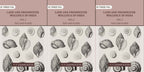 Land and fresh water Mollusca of India: Including South Arabia, Baluchistan, Afghanistan, Kashmir (3 Vols. Set (Text and Plates)) - Gyan Books