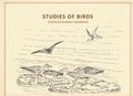 Studies of birds - Gyan Books | Grab2Buy