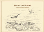 Studies of birds - Gyan Books | Grab2Buy