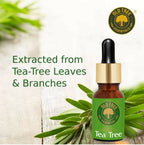 Old Tree Essential Pure & Natural Tea Tree Essential Oil | Grab2Buy