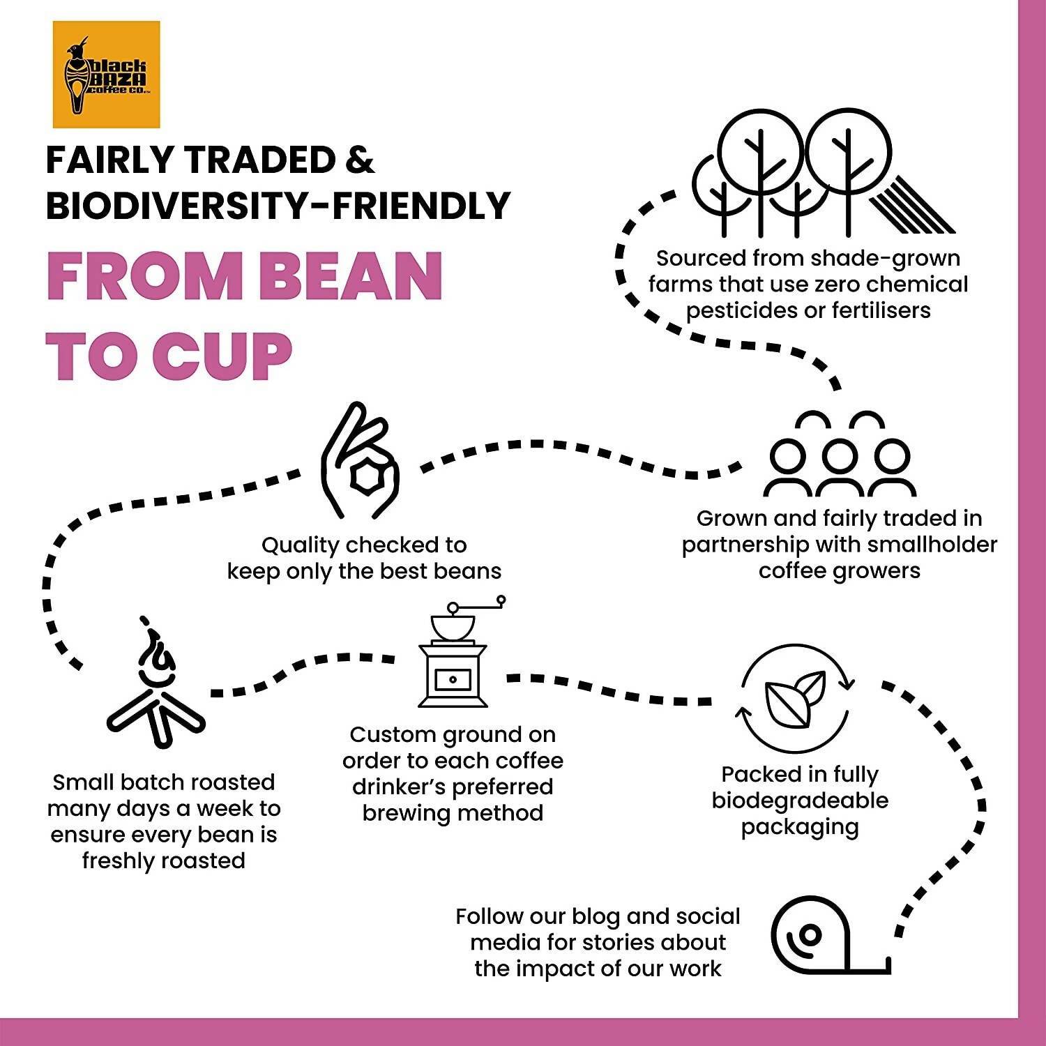 Black Baza Coffee Ficus | Grab2Buy