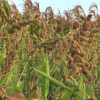 Freshon Barnyard Millet - Organically Grown | Grab2Buy