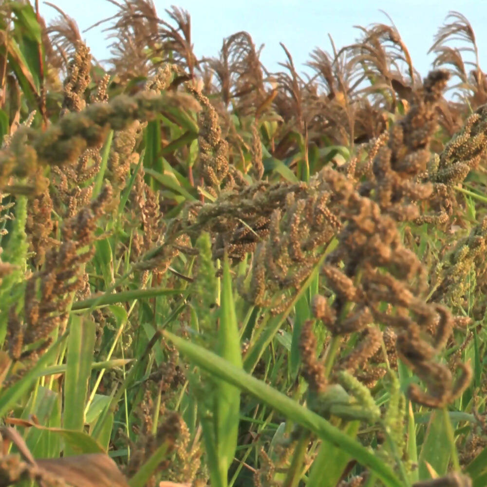 Freshon Barnyard Millet - Organically Grown | Grab2Buy