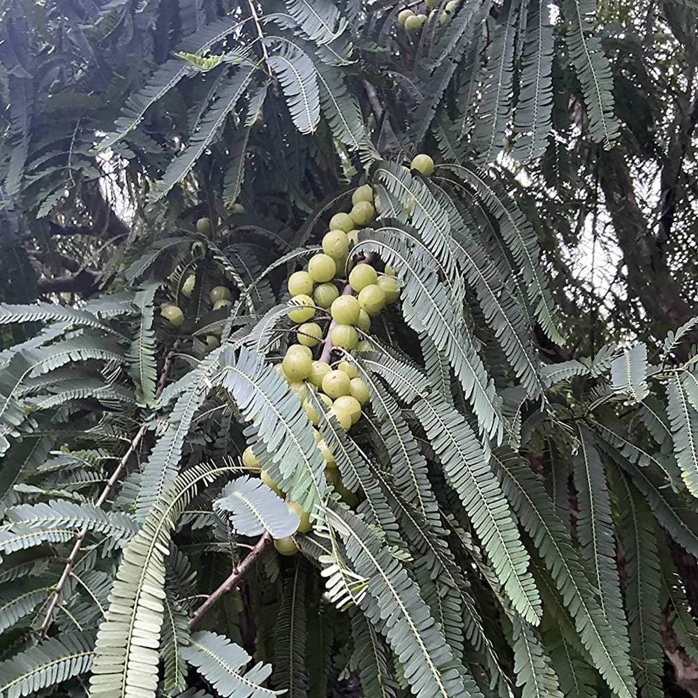 Two Brothers Organic Farms Amlaprash | Grab2Buy