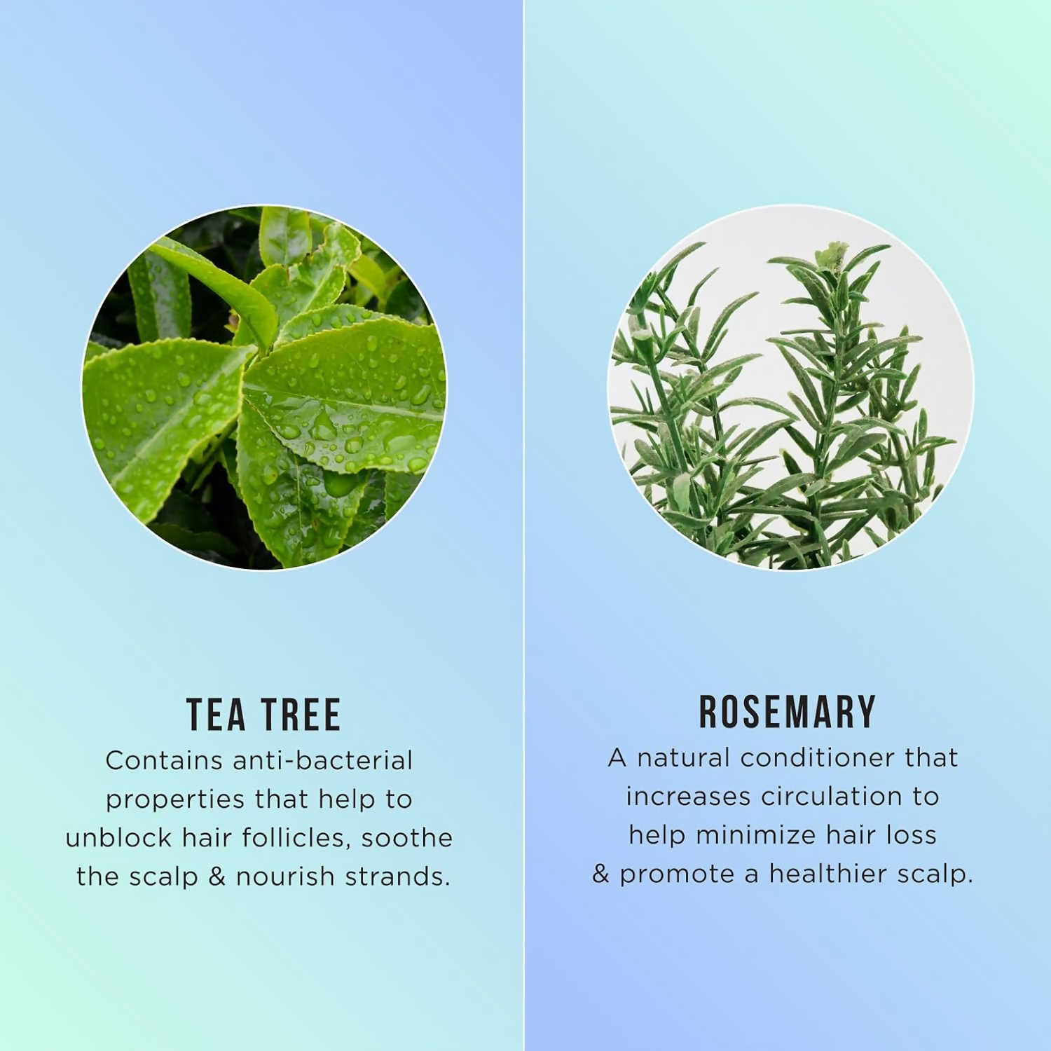 HASK Tea Tree Oil & Rosemary Hair & Scalp Treatment Mask | Grab2Buy