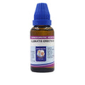 Father Muller Clematis Erecta Dilution | Grab2Buy