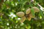 Freshon Organic Almonds | Grab2Buy