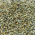 Grammy's Grammy Pearl Millet | Grab2Buy
