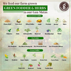 Giramritphal A2 Pure Desi Gir Cow Ghee Vedic Bilona Method | Swadesiicart