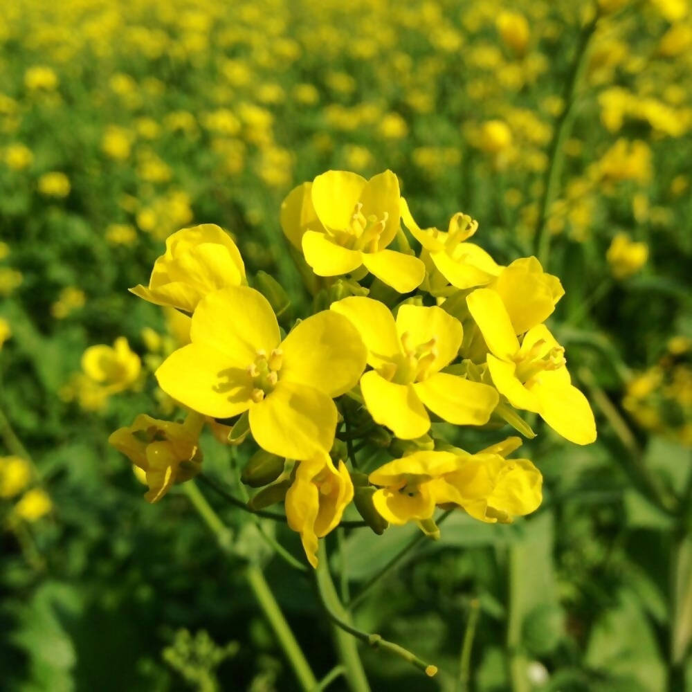 FreshOn Mustard Seeds Small (Natural) | Grab2Buy