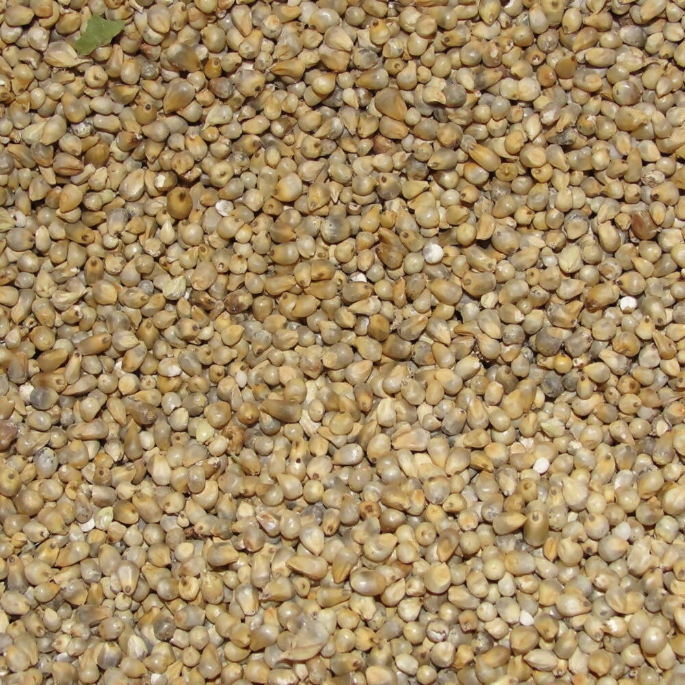 Freshon Pearl Millet - Natural | Grab2Buy