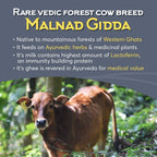 Indic Organics Forest Grazing Malnad Gidda Desi Cow's A2 Ghee | Pure Desi Cow Ghee | Cultured Premium Ghee | Swadesiicart